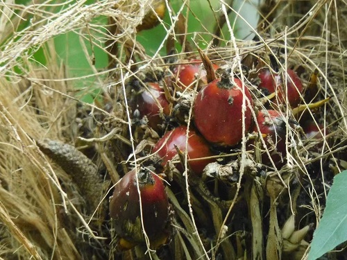 油棕果实 图:李贵华(志愿者)