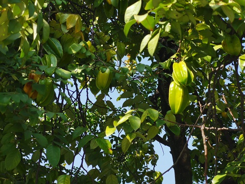 枝头满挂丰硕果