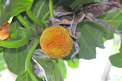 面包树的果实 图:徐晔春(志愿者)