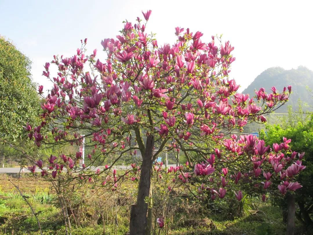 紫玉兰(来源于网络)