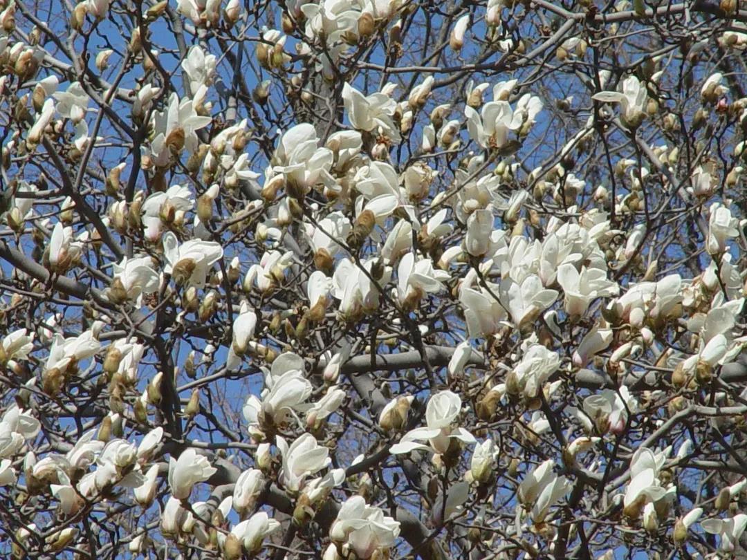 玉兰(来源于网络)