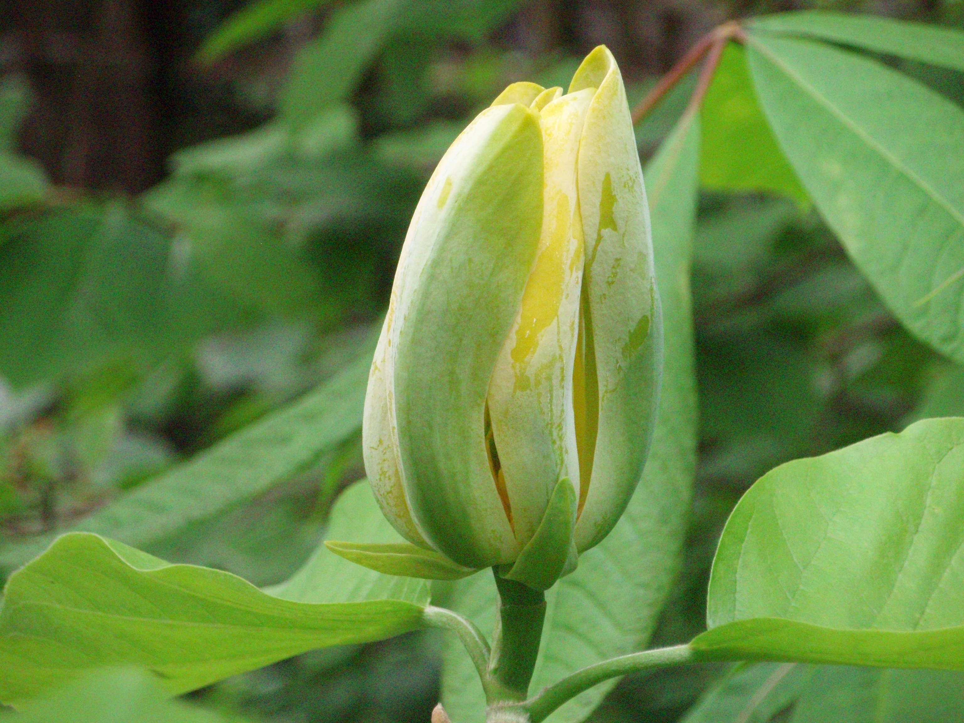 渐尖木兰(王亚玲摄)
