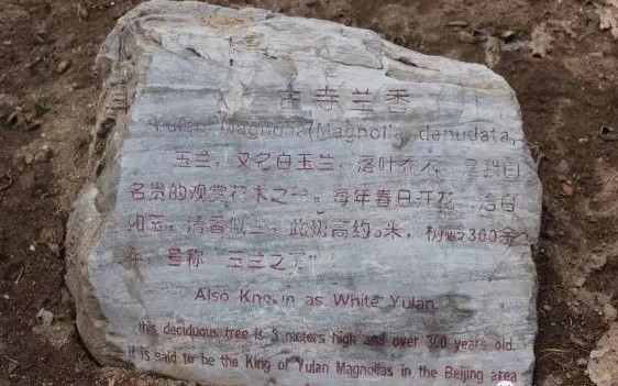 古寺兰香(来源于网络)