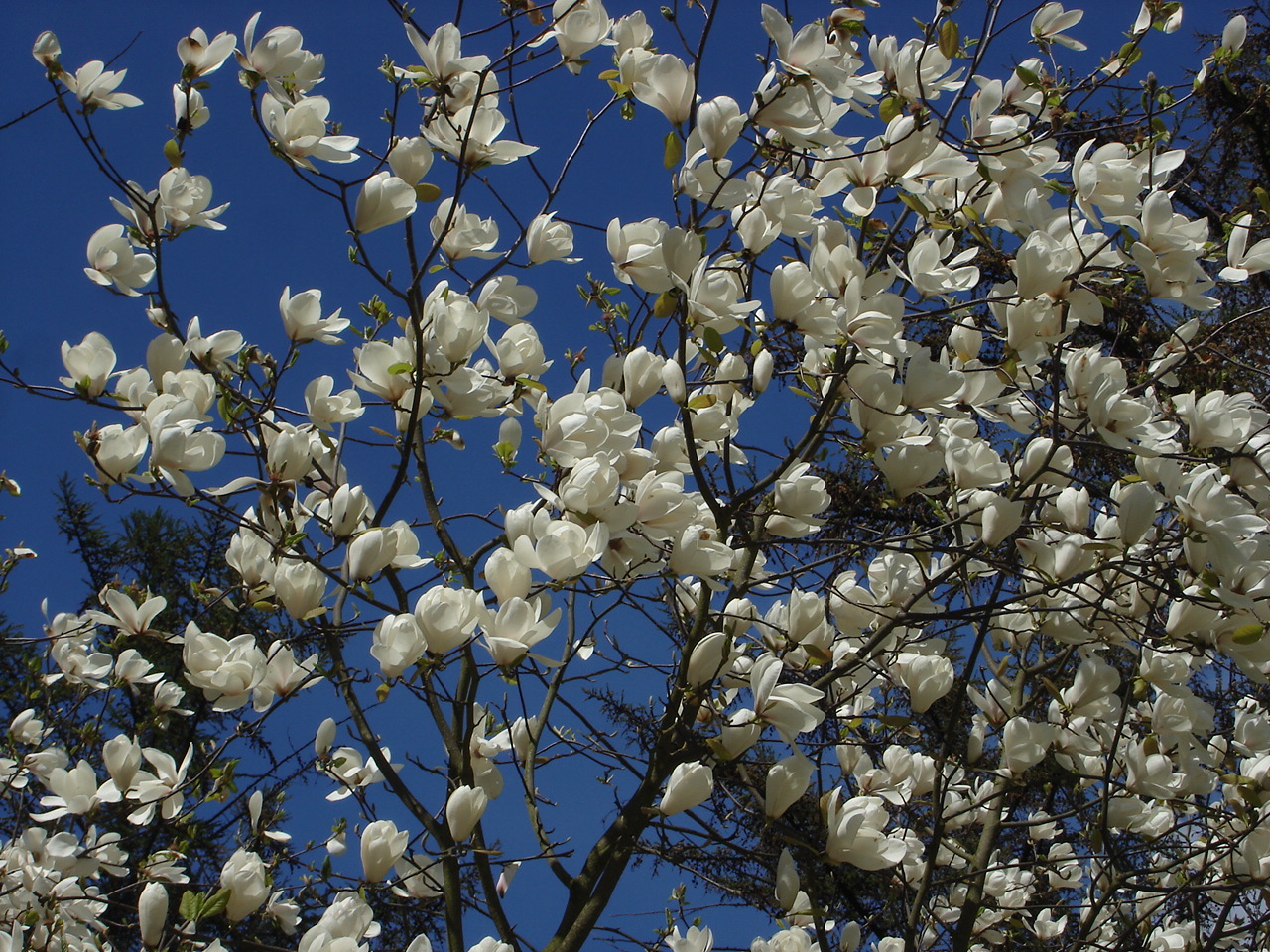 Magnolia 'Tina Durio' (veitchii × Lennei Alb)(来源于网络)