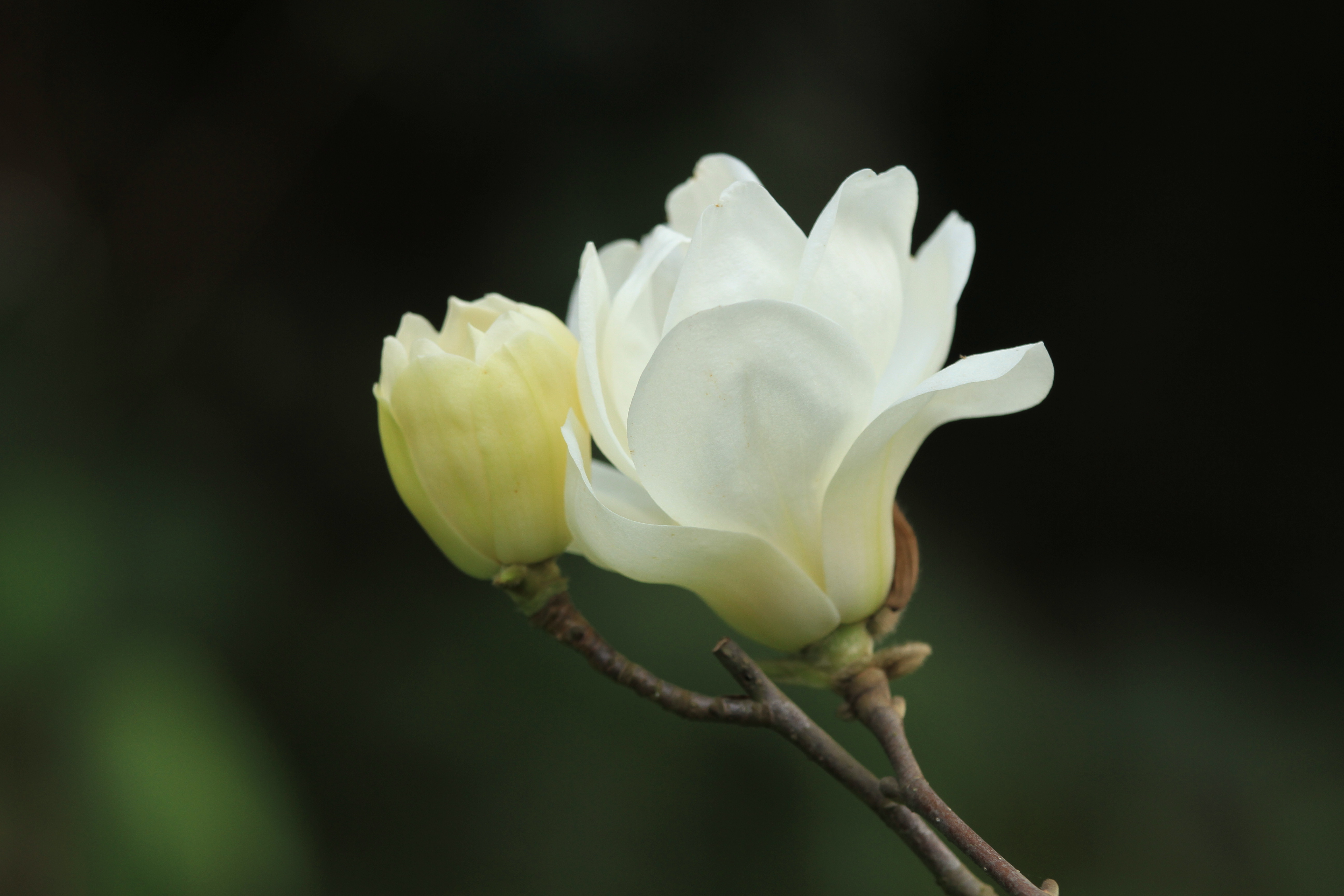 ‘多瓣’白玉兰