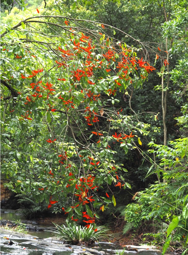 自然生境中的假苹婆又红又野,徐晔春拍摄