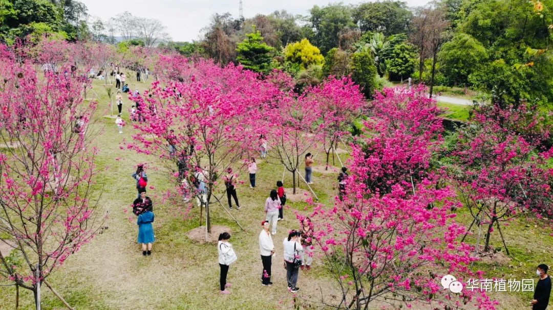 樱花园樱花盛放