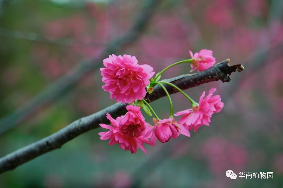 樱花品种‘旺地’