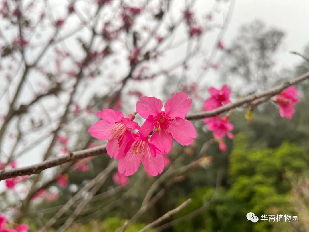 樱花品种‘天适红’