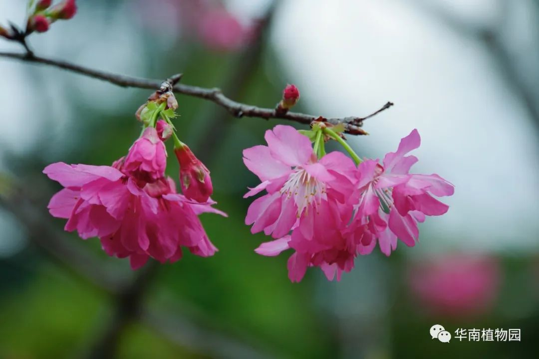 樱花品种‘江山美人’