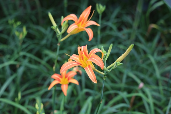 1.中国母亲花萱草