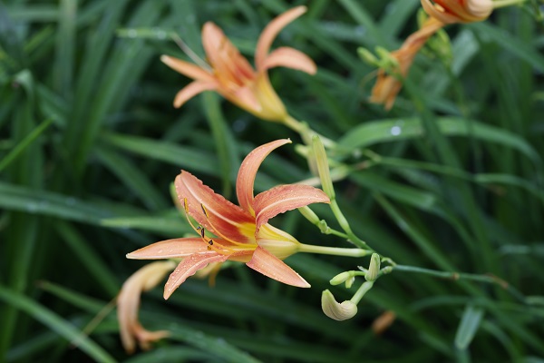 2.萱草(Hemerocallis fulva)花冠橙红色,花似百合