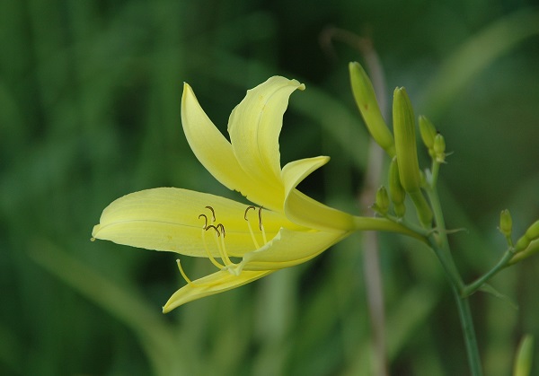 3.黄花菜(Hemerocallis citrina)俗称金针菜,食用干燥的花蕾,徐晔春拍摄