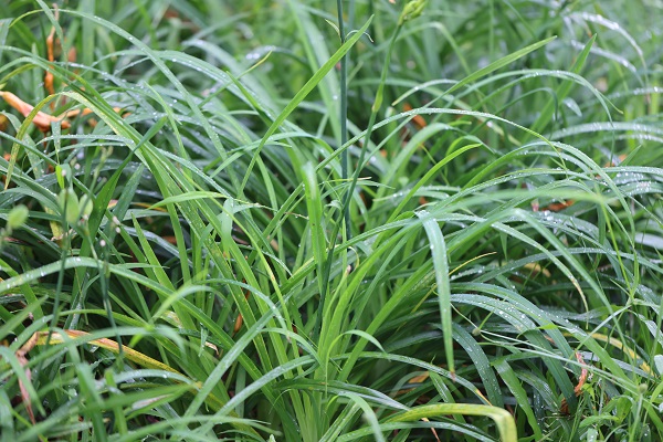 4.萱草叶似兰花,平行叶脉