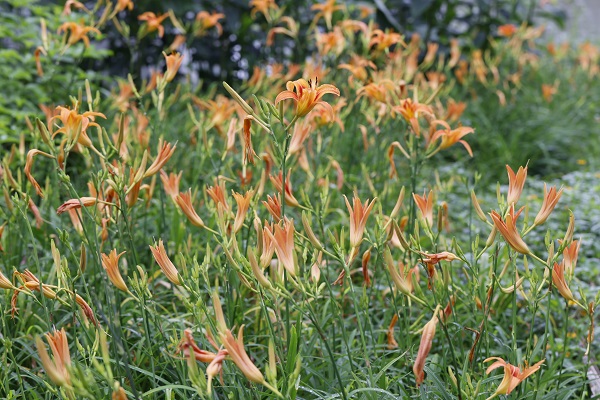 5.早上8点的萱草,全部开放的很少,大多正在开放中