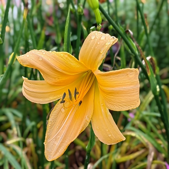 7.‘映月’萱草