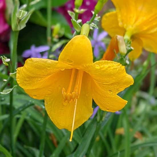 8.‘金娃娃’萱草