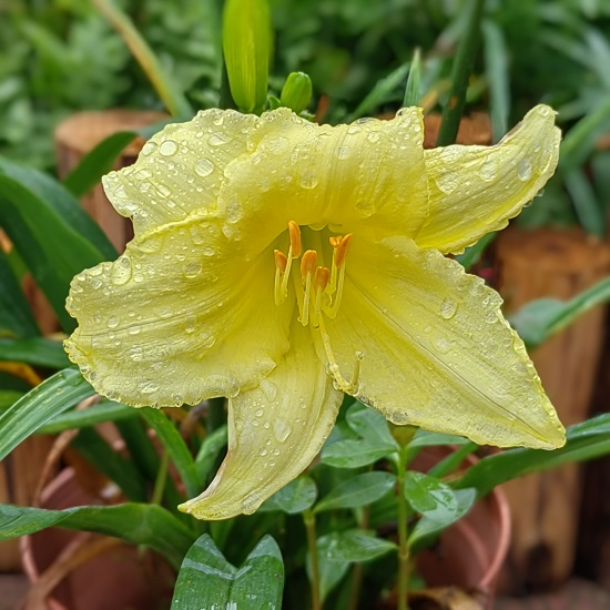 9.‘小香宝’萱草