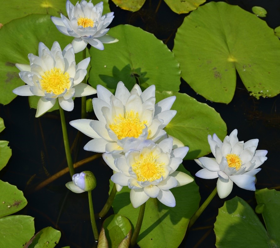 1.澳洲巨睡莲品种-Albert de Lestang