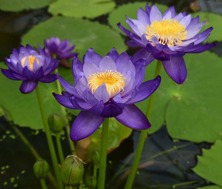 2.澳洲巨睡莲品种-紫贝壳