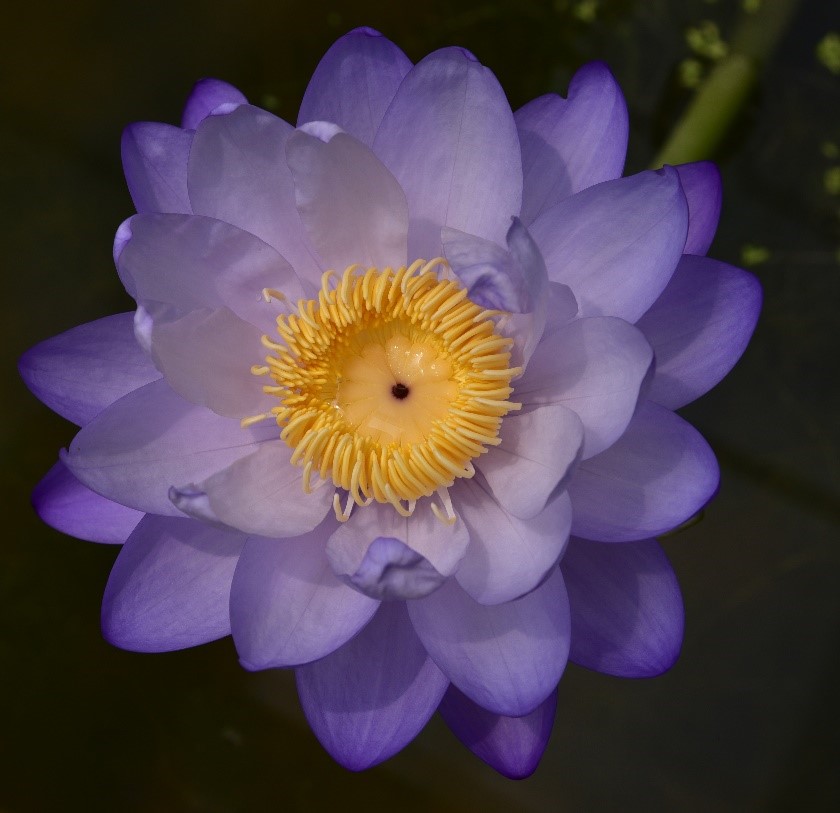 3.卡本澳洲巨睡莲