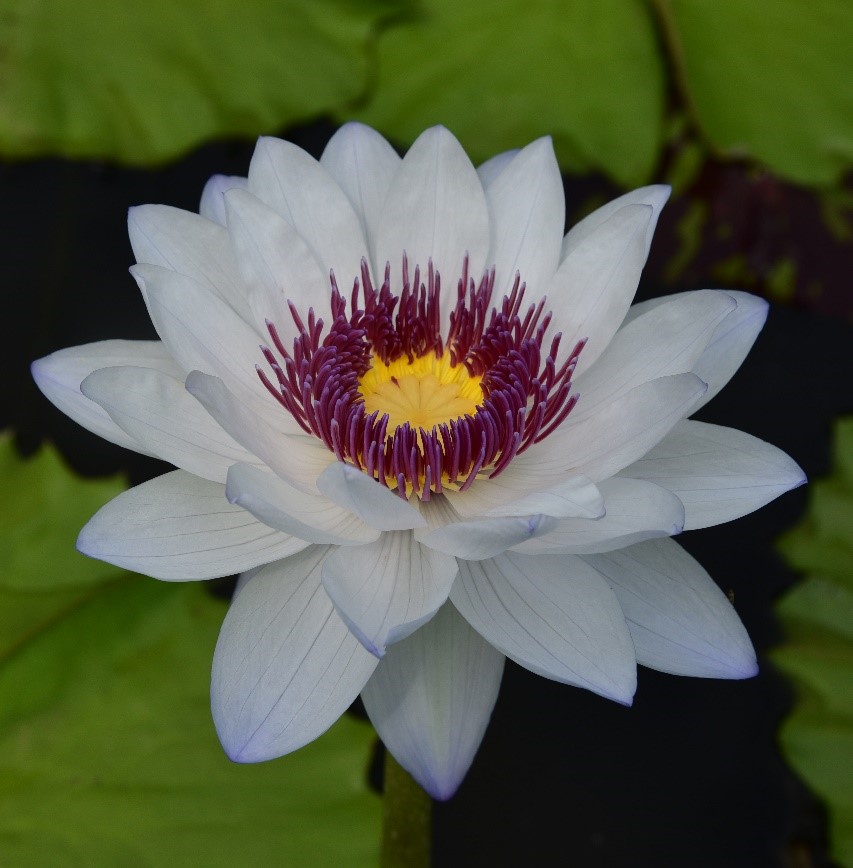 4.跨亚属杂交澳洲巨睡莲品种-Kaisorn