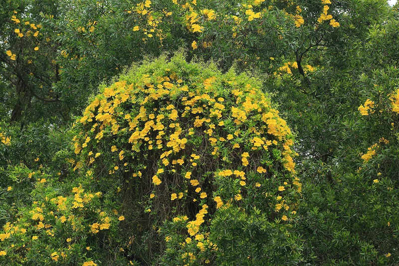9.猫爪藤(Macfadyena unguis-cati)花黄色,春天开花,卷须顶端分裂成3枚钩状,攀援能力强,根系发达,生长快,时常残忍地绞杀其它植物。(邓新华拍摄)