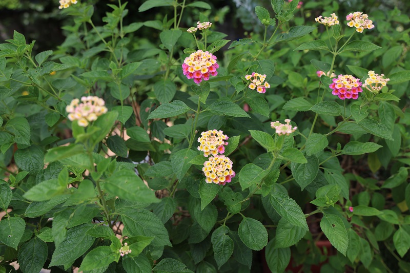 8.马缨丹(Lantana camara)气味独特,又叫臭草。众多小花簇拥在一起,开花时从外至内次第开放,花色艳丽多变,全年开花。因有化感作用,排挤其它植物生长,同时全株有毒,人畜食用会中毒,成为恶性杂草。