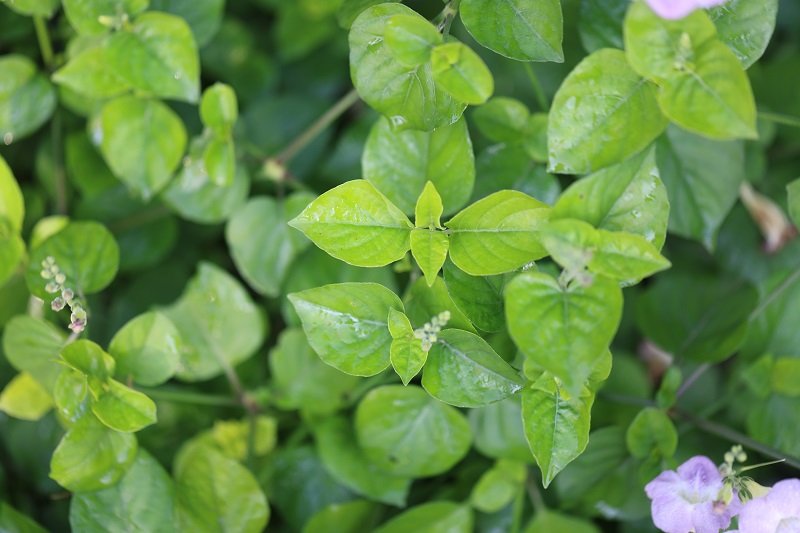 7.宽叶十万错的嫩茎或嫩叶可以当蔬菜食用