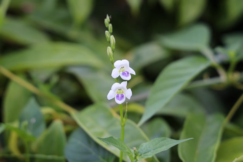 6.小花十万错花冠白色,上唇2深裂,下唇3深裂,下唇中间裂片稍大内面有紫色斑块