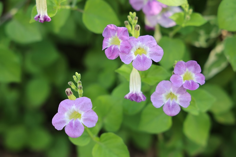 5.宽叶十万错,喜欢光照,阳光充足时花量大,绿叶配粉紫色的花, 非常美丽