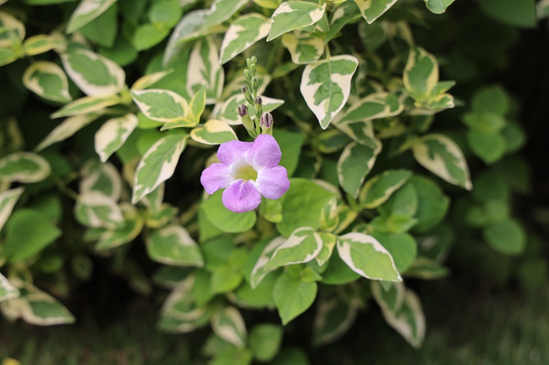 1.‘花叶’宽叶十万错(Asystasia gangetica‘Variegata’),叶子有白斑,观花又观叶,甚好