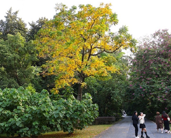 1.黄叶植物为加椰芒,红花植物为红花羊蹄甲
