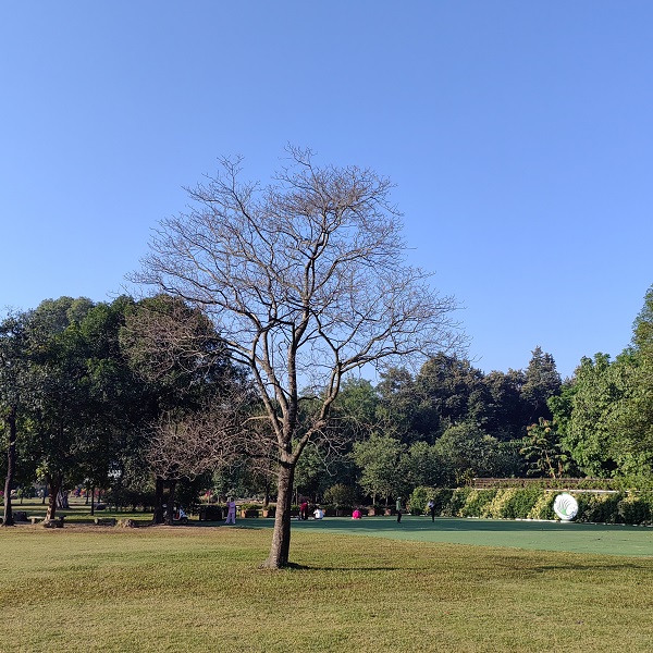 2.秋天的树头菜