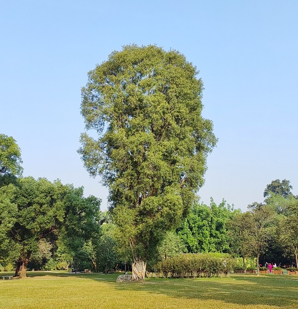 4.独自美丽的白千层