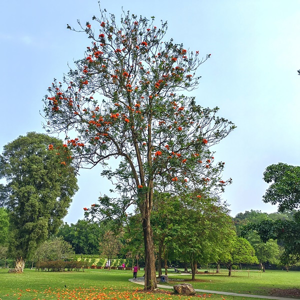 5.火焰木几乎全年开花