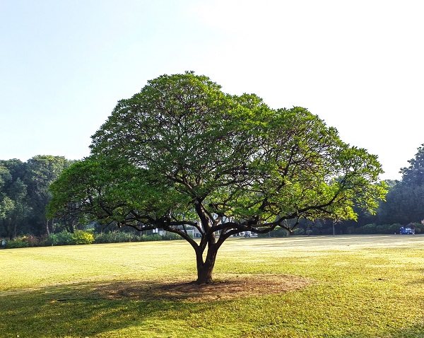 6.秋天的海杧果