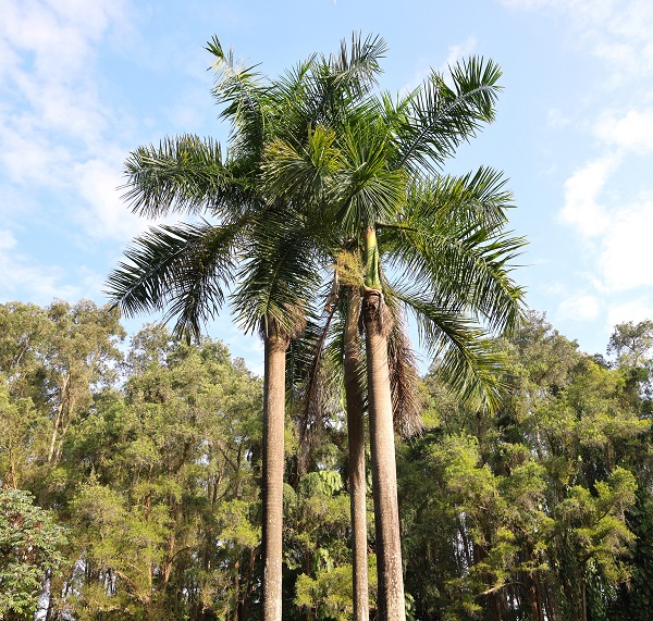 7.大王椰笔直挺拔