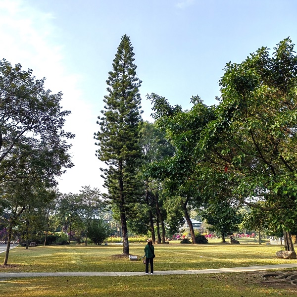 3.南洋杉是世界著名的观赏树