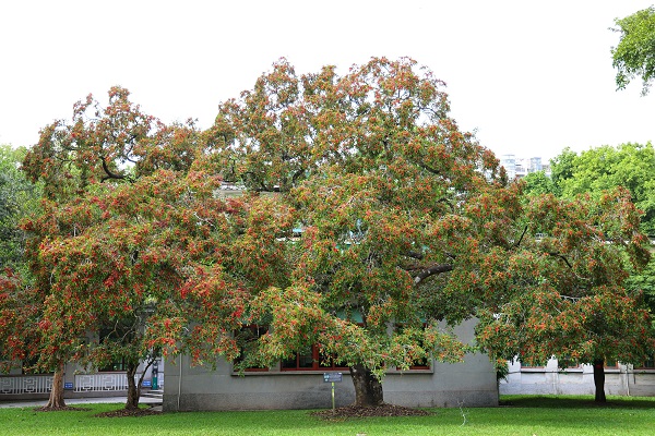8.名人植树区的铁冬青硕果累累