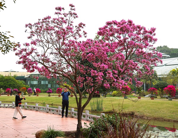 9.紫花风铃木,拉开风铃木花开的序幕,接下来春天将有黄花风铃木、银鳞风铃木、粉花风铃木等