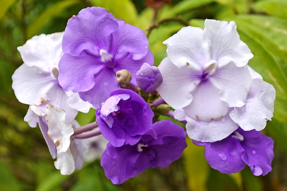 5.大花鸳鸯茉莉