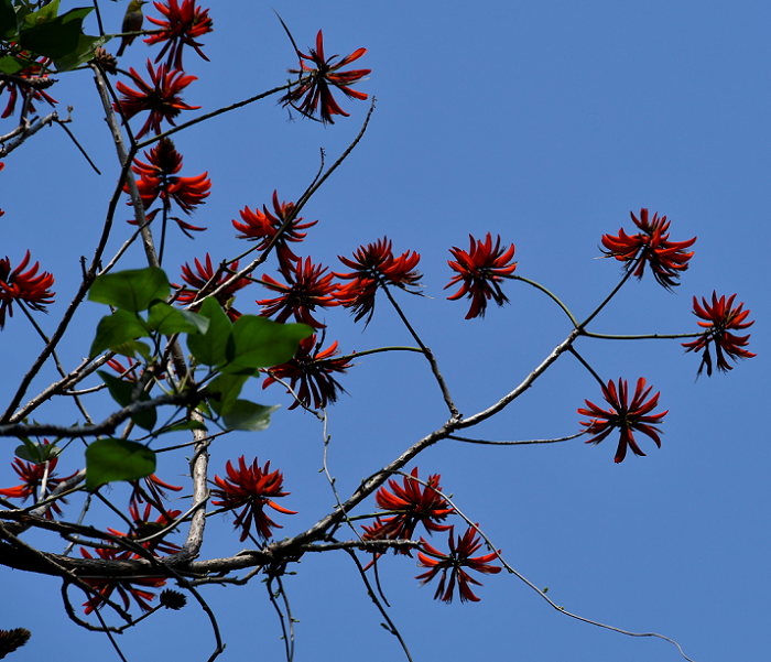 1.刺桐早春开花,先开花后长叶