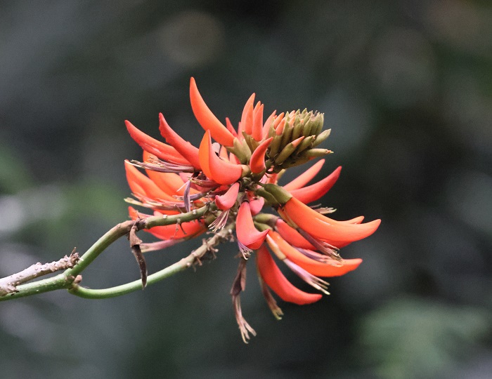 3.刺桐整个花序由下至上的盛开,下面的花已干枯,中间的花正在开放,顶上还是花苞