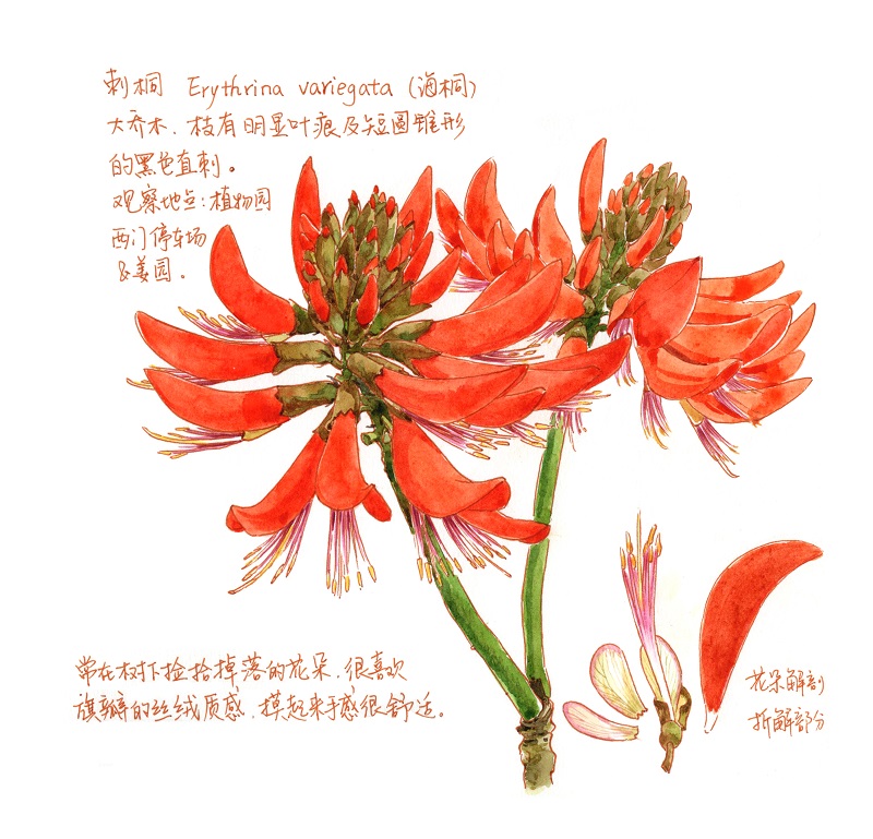 4.刺桐,罗颖绘