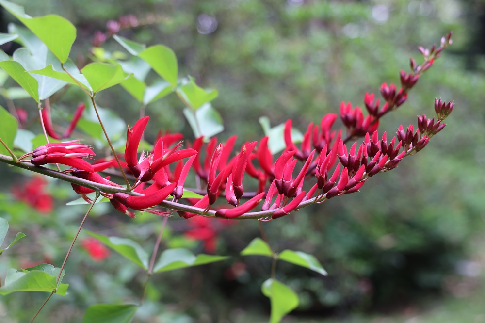 5.龙牙花为灌木或小乔木,花似牙齿,深红色,花序较刺桐更长