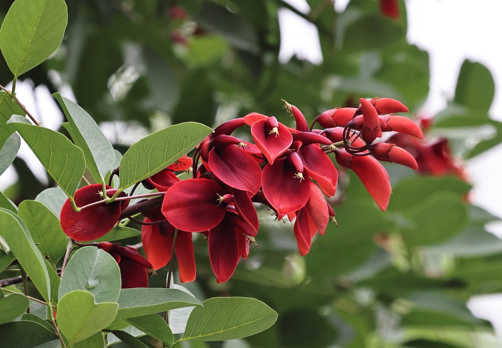 6.鸡冠刺桐,其中的旗瓣硕大似鸡冠而得名