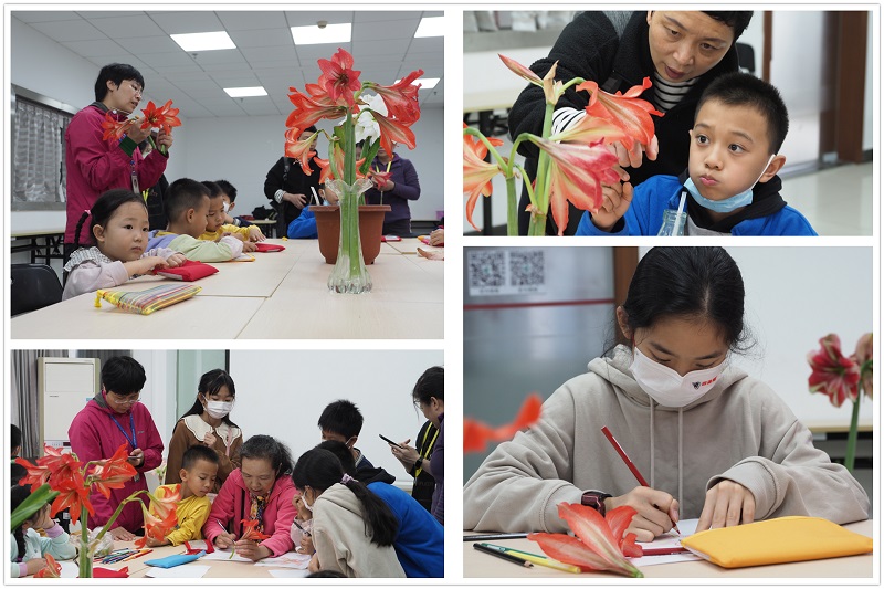 2.朱顶红特点讲解和绘画