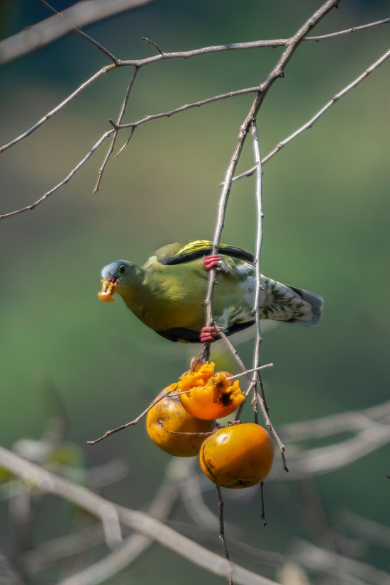 厚嘴绿鸠(雌性)