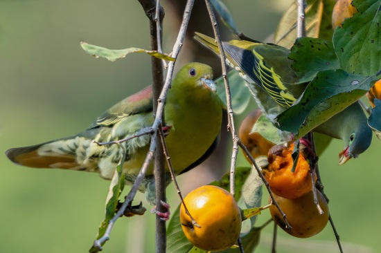 楔尾绿鸠(雄性)和厚嘴绿鸠(雌性)